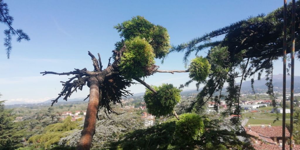 Strutture anomale a palletta (?) su Cedro